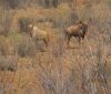 Golden wildebeest bull and cow.jpg