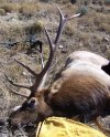 Elk 07 036.jpg