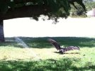 Buzzard cooling off in our yard.jpg