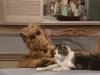 Alf with cat.jpg