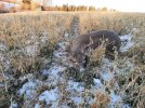 2022 Whitetail buck.jpg