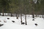 Turkeys 1-23-23 013.JPG