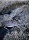 Late season doe, 7-30 Waters.jpg