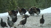 March turkeys 002.JPG