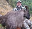 Bull Tahr-1.jpg