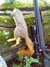 Dead squirrel with gun.jpg