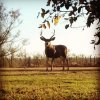 Backyard Mule Deer.JPG