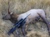 2015 elk.jpg