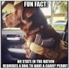 dog carry permit.jpeg
