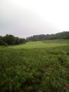 food plot after two weeks.jpg