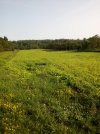 sanctuary food plot.jpg