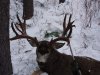 7x7 muley.jpg