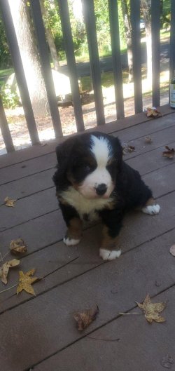 Bernese Male .jpg