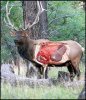 Elk Vitals Pic.jpg