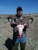 Aoudad7.jpg