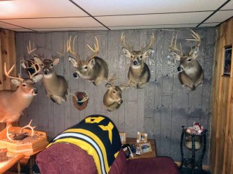 Deer mounts.jpeg