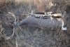 Buck 2013 436 meters 7mm RemMag.jpg