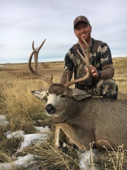 Montana Mule Deer 2016.jpg