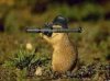 Prairie dog.jpg