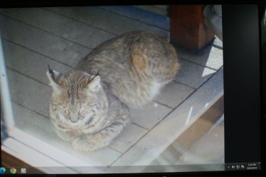 Cat on porch 001.JPG