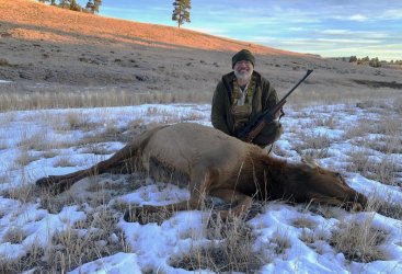 NM Cow Elk adjusted.jpg