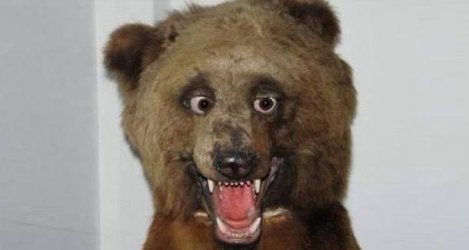 bad-taxidermy-pics.jpg