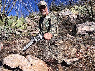 Javelina 1.JPG