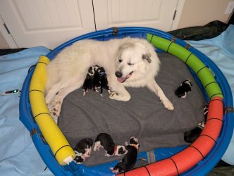 Cassie and pups 10-11-24.jpg