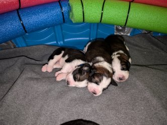 Bernese Pups.jpg