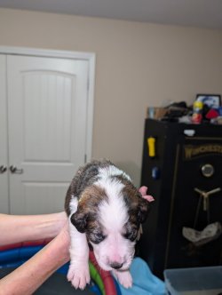 Great Bernese Male 2 weeks.jpg