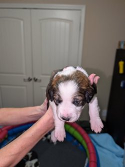 Great Bernese Pink Female 2 weeks.jpg