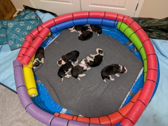 Great Bernese Pups 2 Weeks.jpg