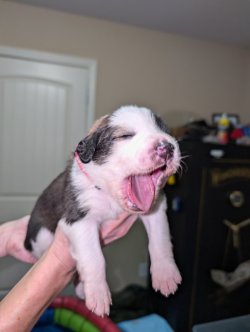 Pink Great Bernese YAWN.jpg