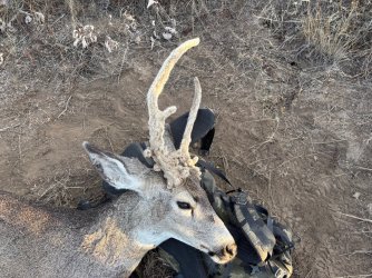 stag head close up.jpg