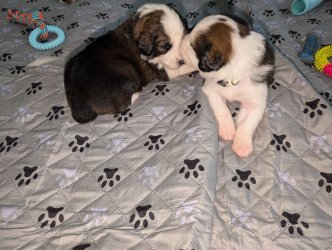 Male and female Great Bernese.jpg