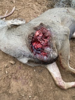 Evan Deer shot.JPEG