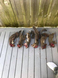 41396947_275633979715406_8250451786989568000_n .17 WSM 6 squirrels (1) Iowa limit.jpg