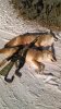Coyote pair 17.jpg