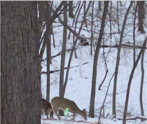 Doe mechanical broadhead.png