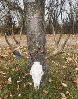 2024 Deer Euro mount.jpg