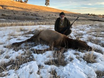 NM Cow Elk.jpg