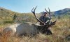 Alaska: the Last Elk Frontier