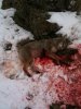 Dead Yote Pic.jpg