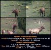 Field Judging Elk