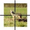 Long Range Coyote Hunting With Short Range Rifles