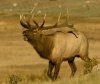 5 Secrets To A Successful Elk Hunt