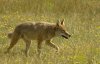Songdog Fever -- Coyote Hunting