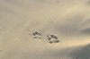 Coyote Hunting, Predatorial Series #1 - "Basic Behavior"