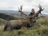 June 2017 New Zealand Hunt