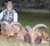 Aoudad pic.jpg